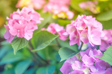 Rosa Hortensienblüte