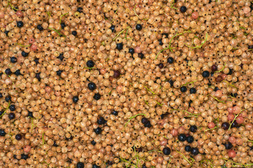berries white fresh currant background. Healthy food. (corrected)