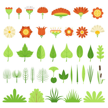 Set of herbs, bushes, flowers, leaves and reeds. Vector illustration. Botanical collection.