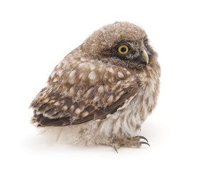 One young owl.