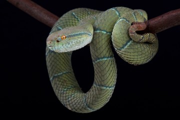 North Philippine temple pitviper (Tropidolaemus subannulatus)