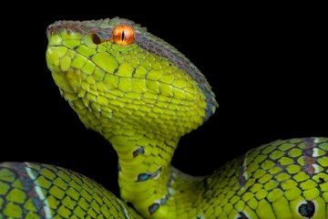 North Philippine temple pitviper (Tropidolaemus subannulatus)