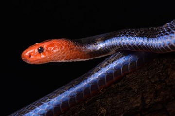 Fototapeta premium Blue Malaysian Coral Snake (Calliophis bivirgata flaviceps)