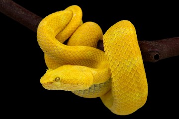 Eyelash viper (Bothriechis schlegelii).