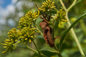 Giant assassin bug 