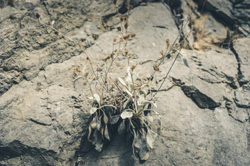 Small mountain plants growing in crevices among stones. 