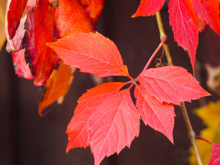 Red leaves of maiden grapes