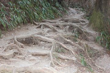 나무 뿌리