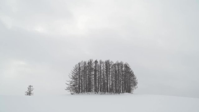 Trees under heavy snowfall in Biei, Hokkaido, Japan