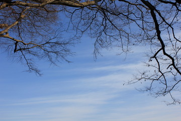 나무 사이 하늘