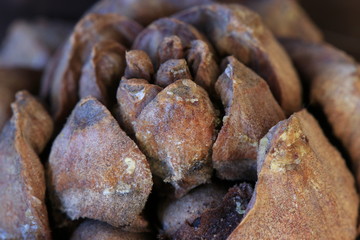 macro photo cedar pine resin cone