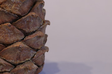 macro photo cedar pine resin cone