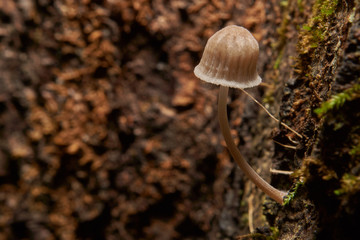 Macro photograph of wood loving mushroom