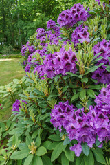 Obraz premium Rhododendron im Garten
