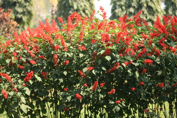 Blooming Salvia Flowers