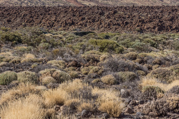 Fototapeta na wymiar Dürre Sträucher wachsen in der Steinwüste