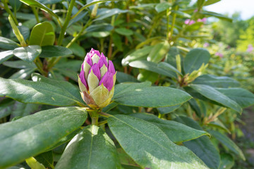 Fototapeta na wymiar Rhododendron im Garten