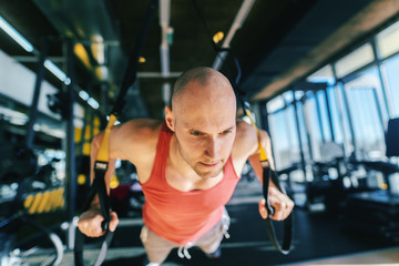 Fototapeta na wymiar Close up of bald Caucasian man in sportswear doing push ups with trx rope with serious facial expression. Gym interior.