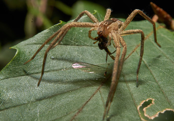 Macro photograph of a large spider eating