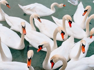 Obraz premium The Swan