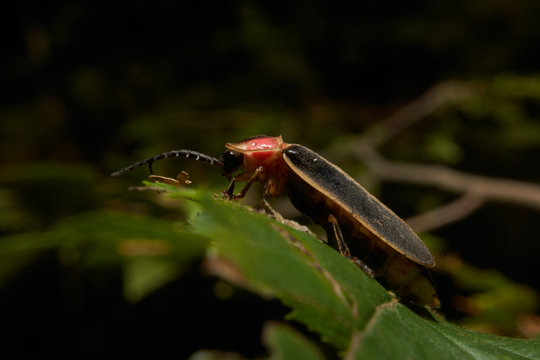Macro photograph of a firefly