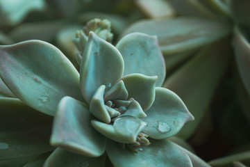 Close up of succulent plant (echeveria crassulaceae). rose shaped; droplets of rain.