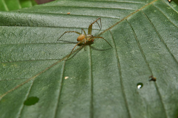Macro photograph of a small spider