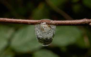 Macro photograph of a insect larva on a limb