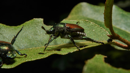 Macro photograph of a beetle