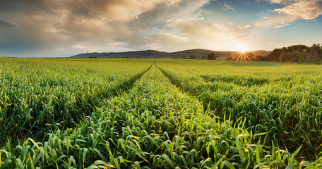 Panorama of a wheat field landscape with path