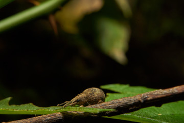 Obraz premium Macro photograph of a weevil