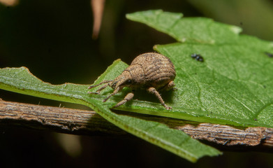 Macro photograph of a weevil