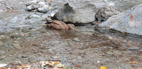 Cute duck in a river