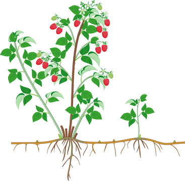 Parts of plant. Morphology of raspberry shrub with berries, green leaves, root system isolated on white background