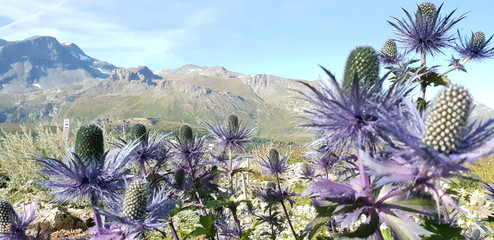 Mountain flowers in a summertime