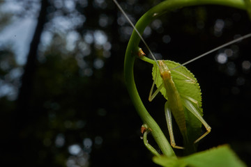 Macro photograph of a grasshopper