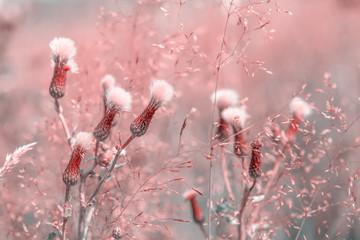 Beautiful fluffy wildflowers in the dreamy meadow. Pink pastel toned. Nature background. Greeting card template. Copy space