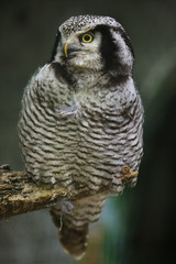 Northern hawk-owl (Surnia ulula).