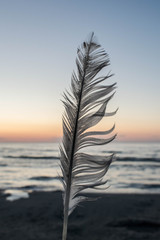 feather in the beach