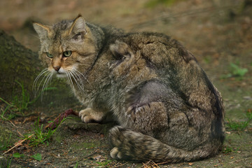 European wildcat (Felis silvestris silvestris).