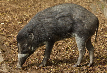 Visayan warty pig (Sus cebifrons).