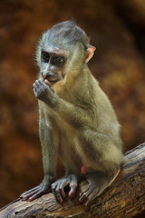 Drill monkey (Mandrillus leucophaeus).