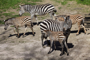 Fototapeta na wymiar Grant's zebra (Equus quagga boehmi).