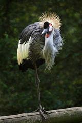 East African crowned crane (Balearica regulorum gibbericeps)
