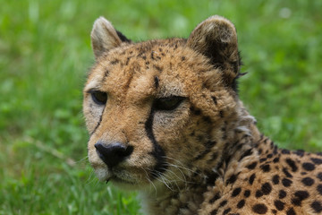 Cheetah (Acinonyx jubatus).