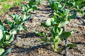 Cabbage seedlings in the garden. Gardening. Growing cabbage sprouts in the ground.