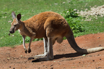 Red kangaroo (Macropus rufus).