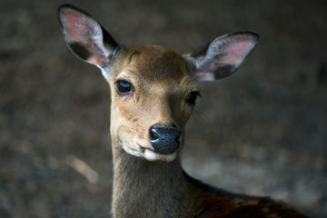 portrait of a deer