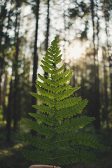 fern in the forest