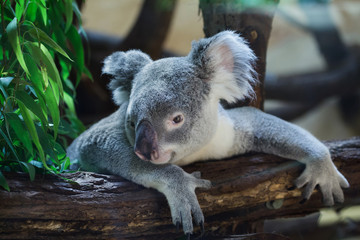 Queensland koala (Phascolarctos cinereus adustus) © Vladimir Wrangel